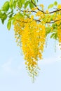 Golden shower tree flowers Royalty Free Stock Photo