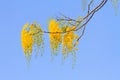 Golden shower tree flowers Royalty Free Stock Photo