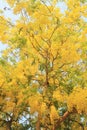 Golden Shower Tree flowers. Royalty Free Stock Photo