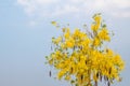 Golden Shower Tree, Koon or Ratchaphruek Royalty Free Stock Photo