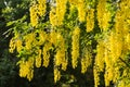 Golden Shower tree - laburnum anagyroides - yellow bouquet of blooming flowers