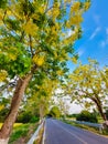 The golden shower tree on the roadside with blue sky Royalty Free Stock Photo