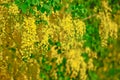 Golden Shower Tree in summer time Royalty Free Stock Photo