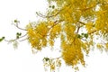 Golden Shower Tree