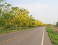 Golden shower trees on road Royalty Free Stock Photo
