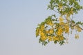 Golden shower trees and sky Royalty Free Stock Photo