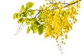 Golden showerCassia fistula Royalty Free Stock Photo