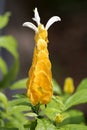 Golden Shrimp Flower Close-up