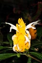 Golden Shrimp Plant