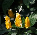 Golden Shrimp Plant 