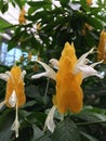 Golden shrimp plant flowers