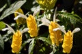 Golden shrimp plant