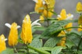 Golden Shrimp Plant, Lollipop Plant Pachystachys lutea, yellow tropical flower Royalty Free Stock Photo