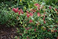 Golden Shrimp Plant Pachystachys lutea, acanthaceae Royalty Free Stock Photo