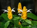 Golden shrimp plant (Pachystachys lutea). Royalty Free Stock Photo