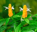 Golden shrimp plant (Pachystachys lutea). Royalty Free Stock Photo