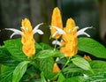 Golden shrimp plant (Pachystachys lutea). Royalty Free Stock Photo