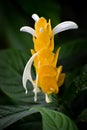 Golden Shrimp Plant - Pachystachys Lutea Royalty Free Stock Photo