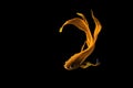 Golden Siamese fighting fish (Betta splendens) isolated on black