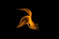 Golden Siamese fighting fish (Betta splendens) isolated on black