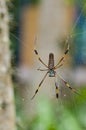 Golden silk orb-weaver Royalty Free Stock Photo