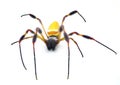 golden silk orb weaver or banana spider - Trichonephila clavipes - large adult female isolated on white background top front view Royalty Free Stock Photo