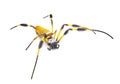 golden silk orb weaver or banana spider - Trichonephila clavipes - large adult female isolated on white background top side front Royalty Free Stock Photo