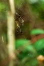 Golden silk orb-weaver / Costa Rica Royalty Free Stock Photo