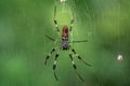 Golden silk orb-weaver (genus Nephila) spinning web Royalty Free Stock Photo