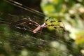 Golden Silk Orb-weaver (Nephila clavipes) Royalty Free Stock Photo