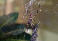 Golden Silk Orb Weaver Or Nephila Clavipes Royalty Free Stock Photo