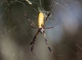 Golden Silk Orb-Weaver (Nephila clavipes) Royalty Free Stock Photo