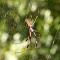 Golden Silk Orb-weaver (Nephila clavipes) Royalty Free Stock Photo