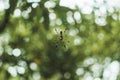 Golden silk orb weaving spider waiting on its web with blurred green background Royalty Free Stock Photo