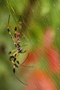 A Golden Silk Orb Weaver Spider Nephila clavipes also called Banana Silk Spider in its net in Florida Everglades park. Royalty Free Stock Photo