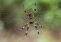 Golden Silk Orb-weaver Spider Nephila Clavipes Closeup In Web - Long Key Natural Area, Davie, Florida, USA