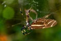 Golden silk orb-weaver spider Nephila clavipes eating zebra longwing butterfly Heliconius charitonia - Davie, Florida, USA Royalty Free Stock Photo