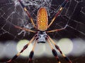 Golden Silk Orb Weaver Or Nephila Clavipes Royalty Free Stock Photo