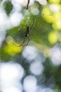 Golden silk orb-weaver spider Royalty Free Stock Photo