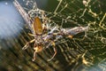 Golden silk orb-weaver spider Trichonephila clavipes eating a dragonfly caught in web - Long Key Natural Area, Davie, Florida Royalty Free Stock Photo
