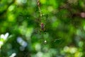 Golden Silk Orb-weaver Spider In Web Nephila Clavipes - Davie, Florida, USA