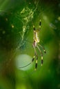 Golden silk orb-weaver - Trichonephila clavipes formerly Nephila clavipes, species of the genus Trichonephila indigenous to Royalty Free Stock Photo