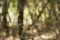 Golden silk orb-weaver, Trichonephila clavipes, formerly Nephila clavipes Royalty Free Stock Photo