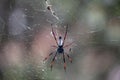 Golden Silk Orb-Weaver Trichonephila Nephila inaurata Royalty Free Stock Photo