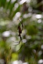 The giant female and small males. Golden silk orb-weavers spiders. Kuranda. Queensland. Australia