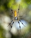 Golden silk orb-weavers (genus Nephila)