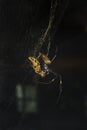 Golden silk orb-weavers, golden orb-weavers, giant wood spiders, banana spiders Nephila.