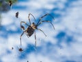 A golden silk orb-weavers Nephila also commonly called golden orb-weavers, giant wood spiders, or banana spiders.