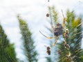 A golden silk orb-weavers Nephila also commonly called golden orb-weavers, giant wood spiders, or banana spiders.