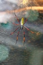 Golden silk orb-weavers (Nephila inaurata madagascariensis)